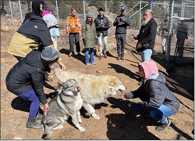 group of people interacting with wolves outdoors