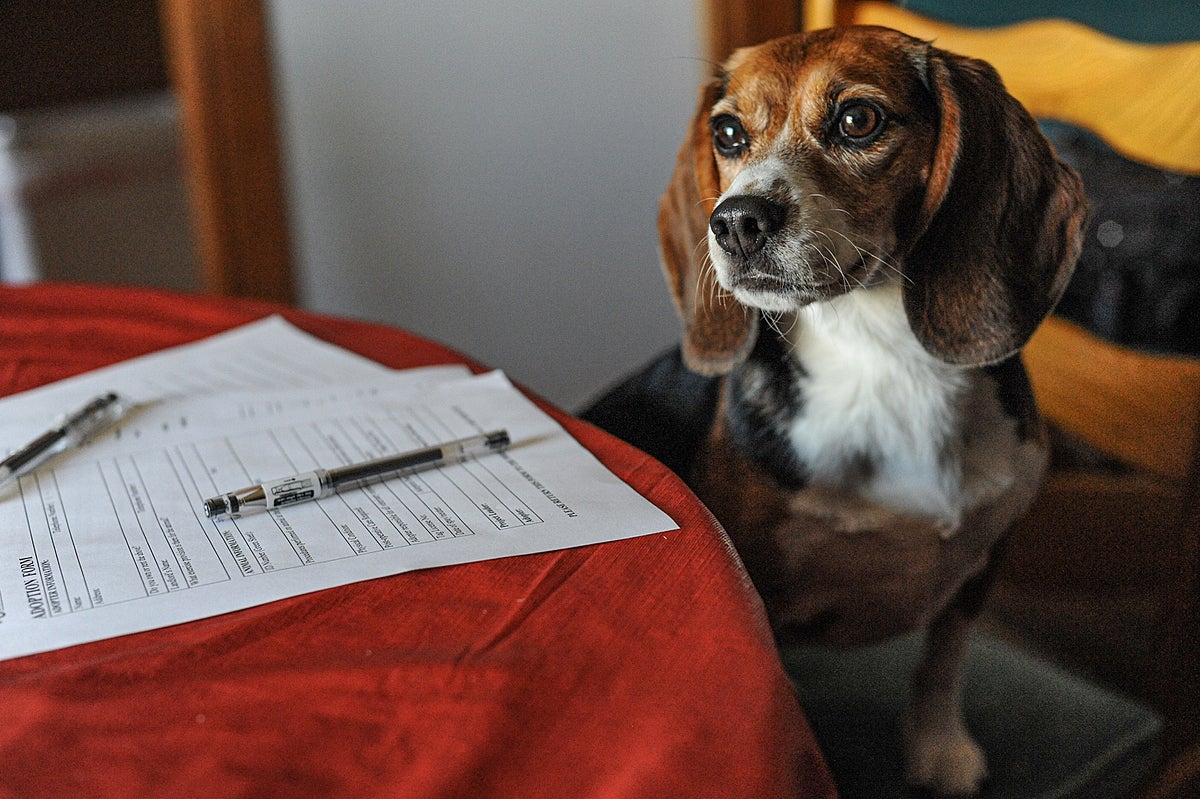 Beagle