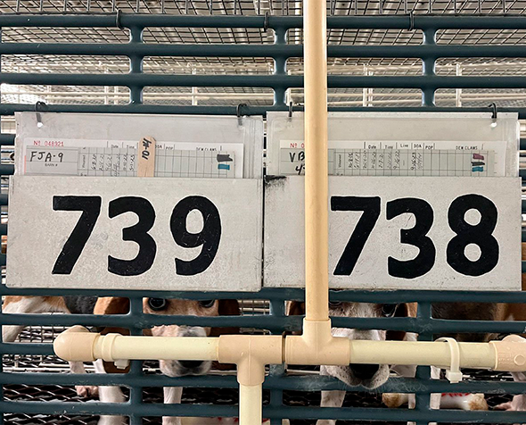 Dogs looking out of numbered cages