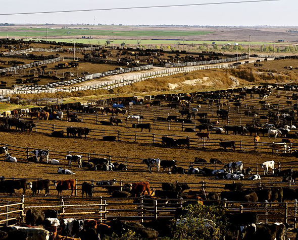 U.S. Feed Lot