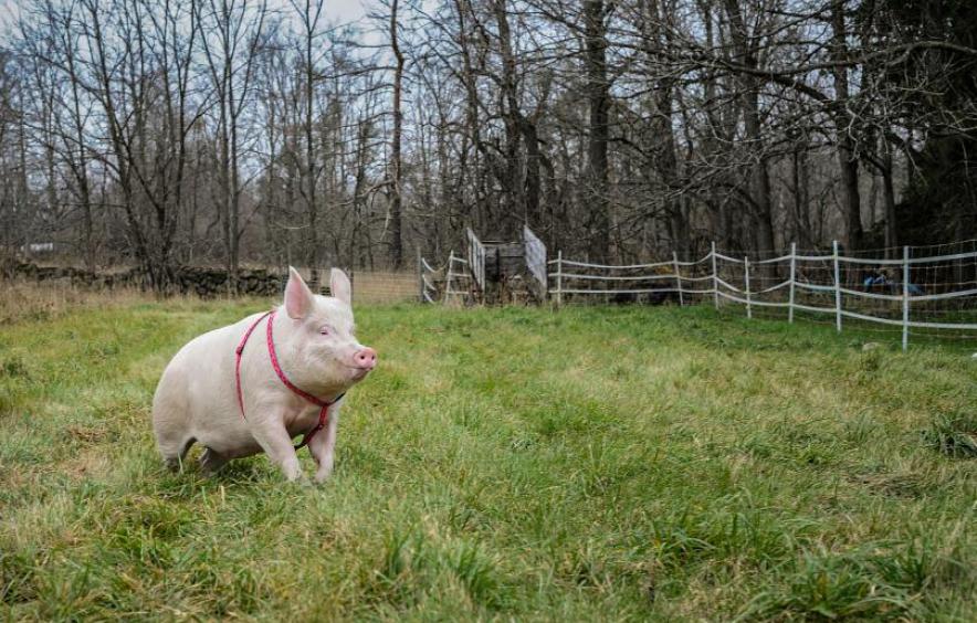 Esther