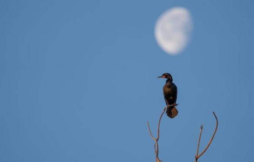 bird on a tree with Moon
