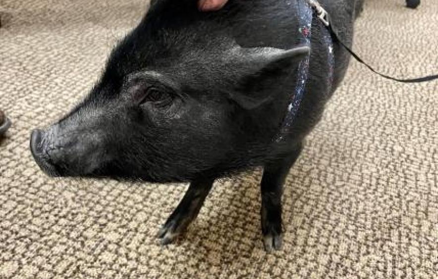 Picture of cute pig