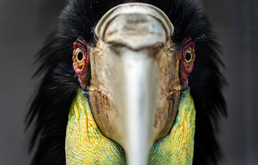 bird facing camera with beak