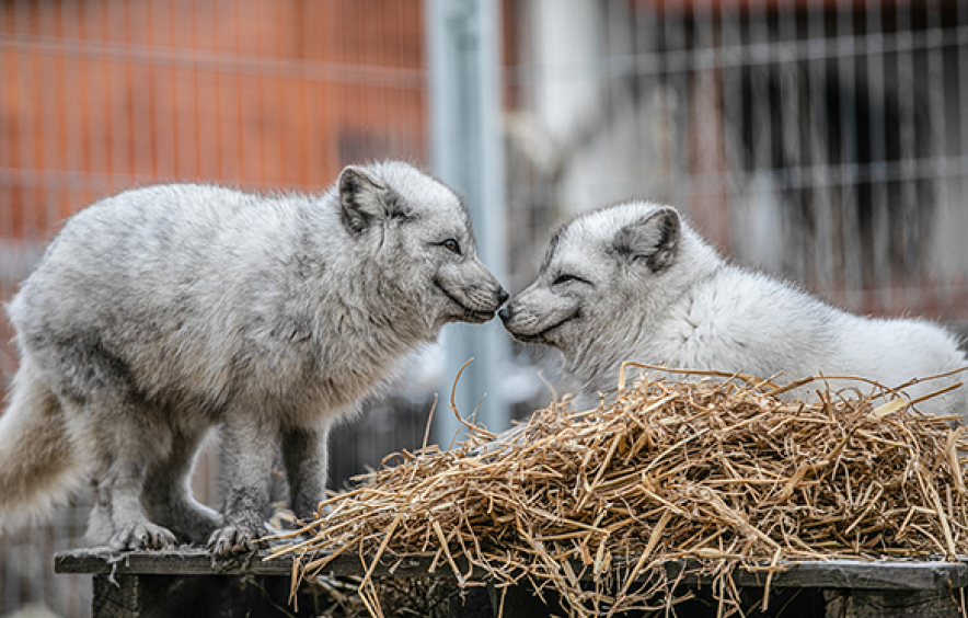 two baby foxes touching noses