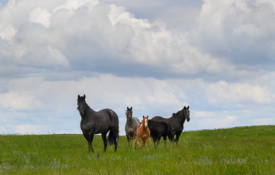 group of horses in an open green field with cloudy blue sky