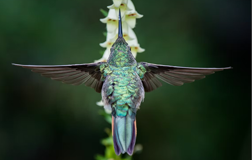 hummingbird with wings spread