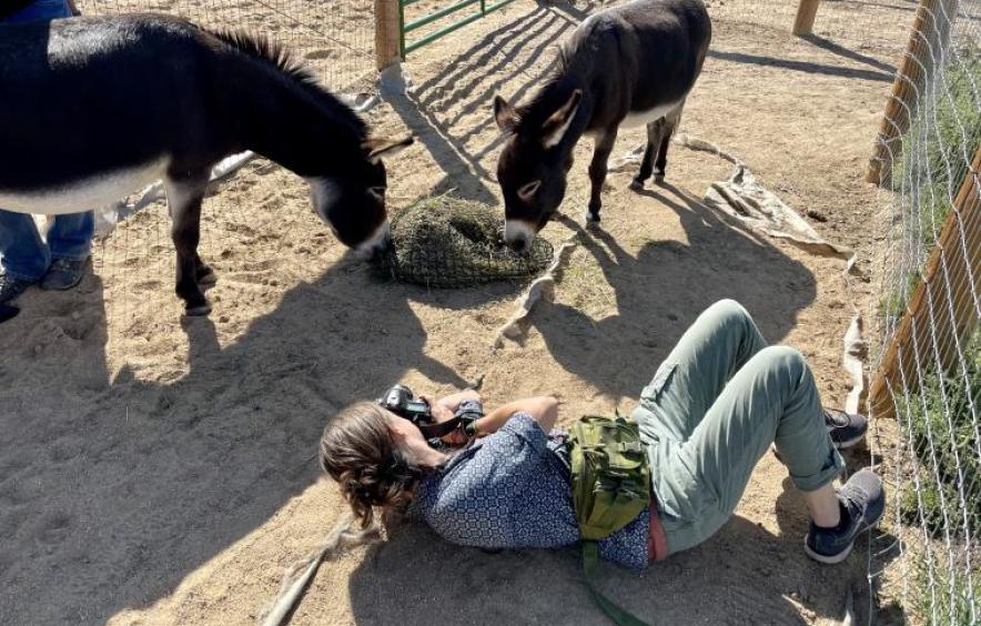 Picture of woman and donkeys