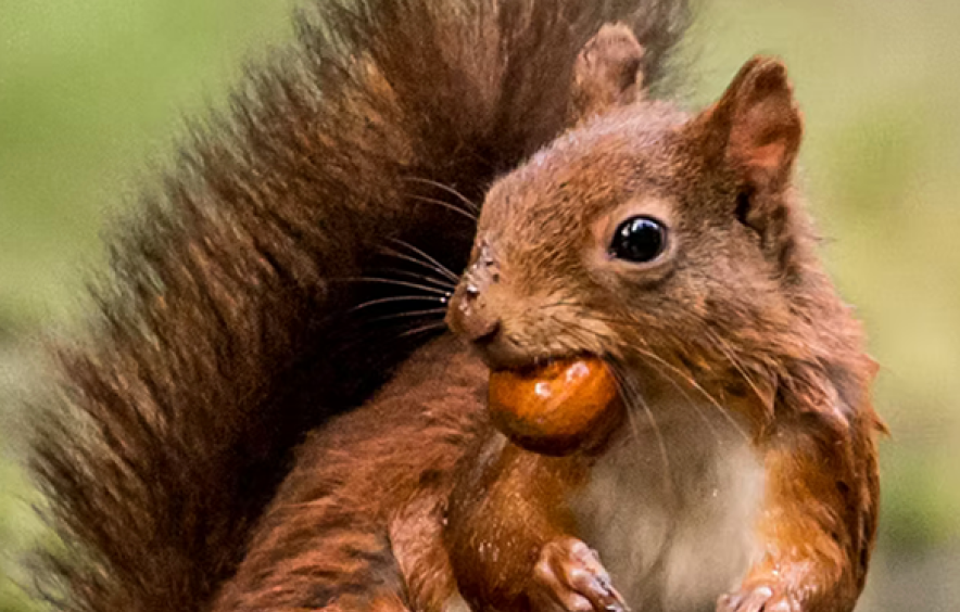 squirrel with acorn in mouth