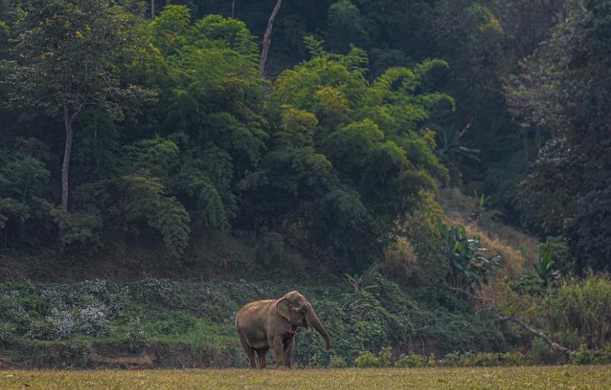 Elephant