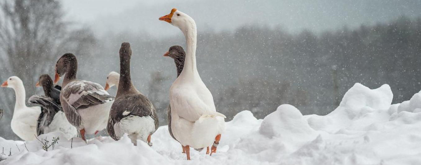 photo of geese in snow