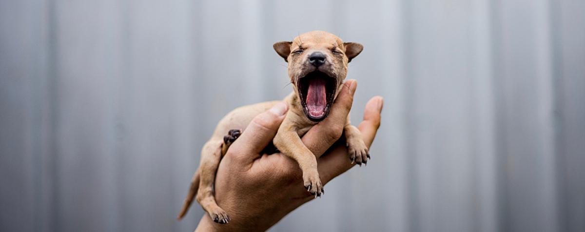 Puppy