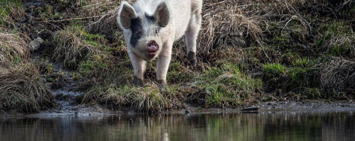 Pig