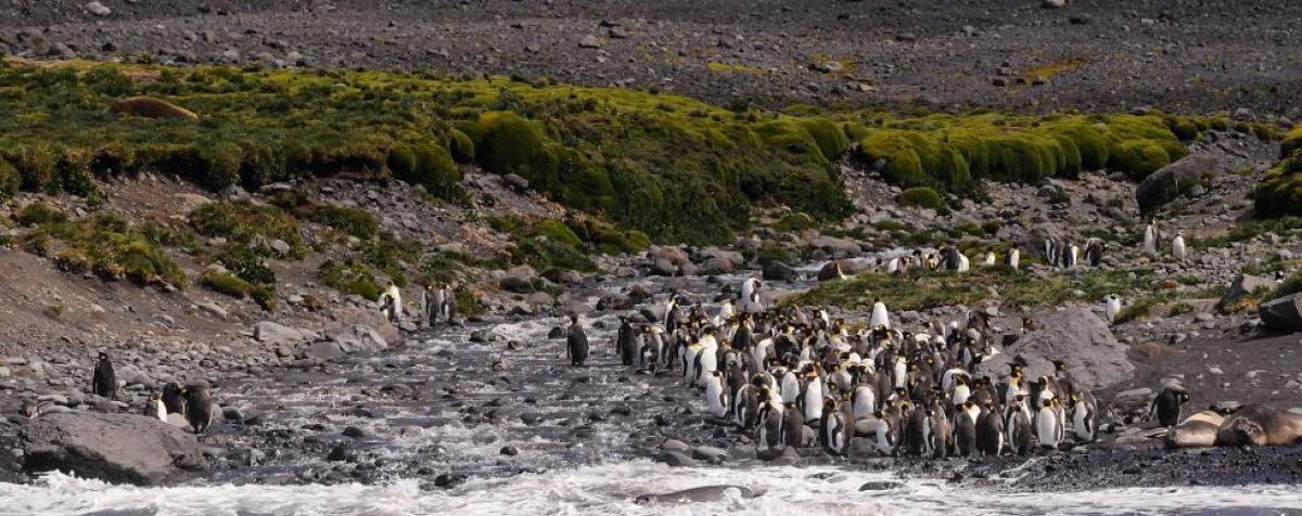 penguins