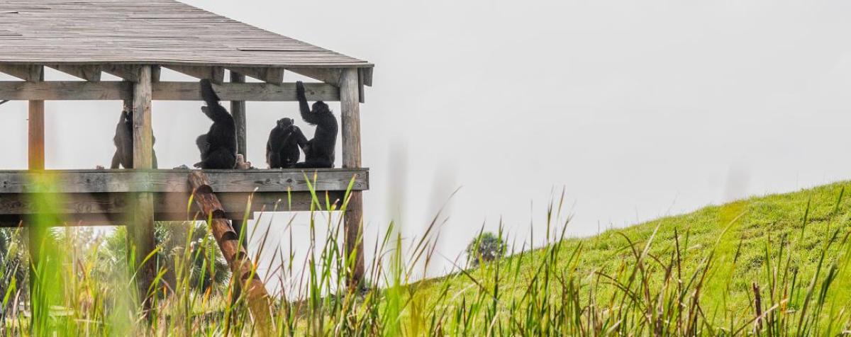 Primates