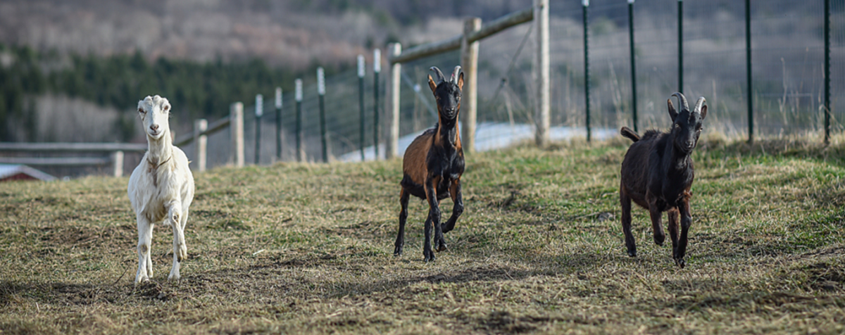 three goats running in field