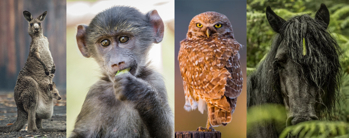 collage of animal photos