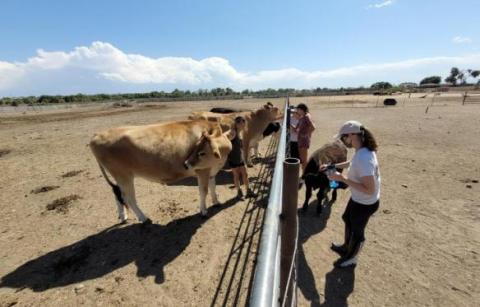 volunteers feeding cows