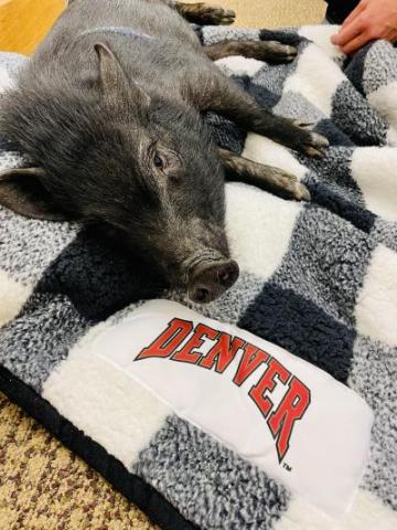pig on a blanket