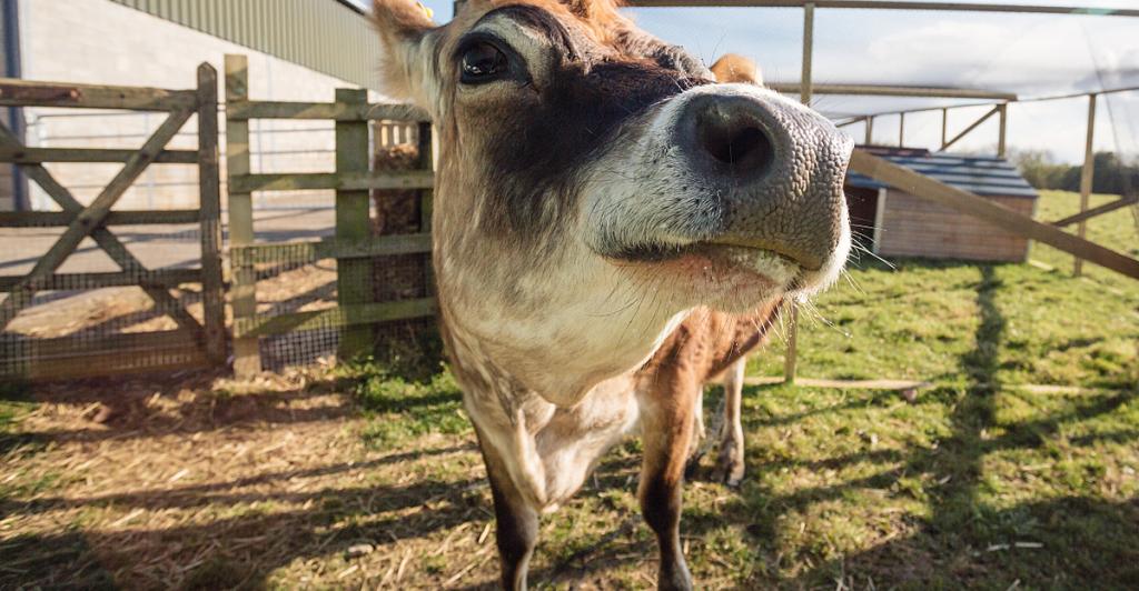 Cow