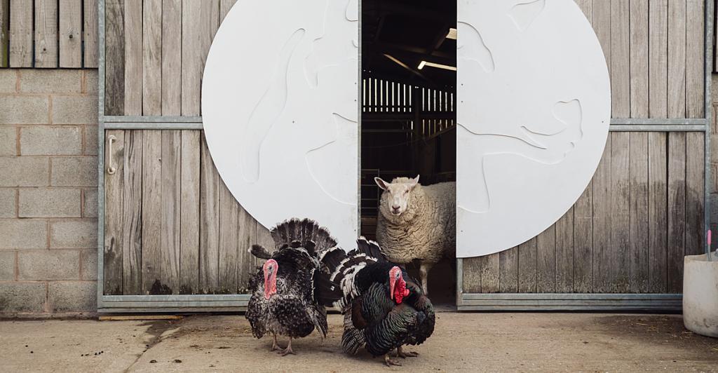 Turkeys and sheep
