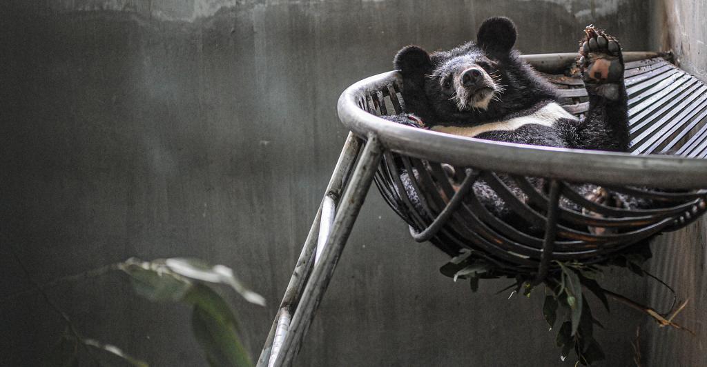 Bear